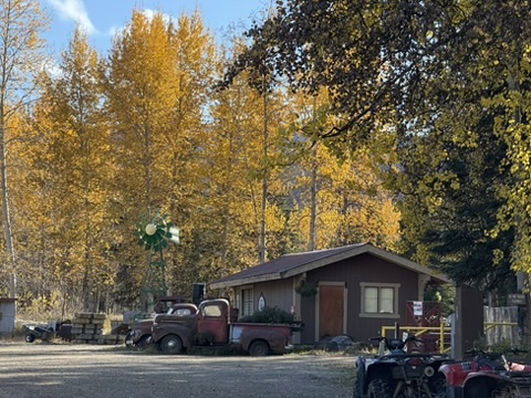 Golden autumn foliage in Alaska